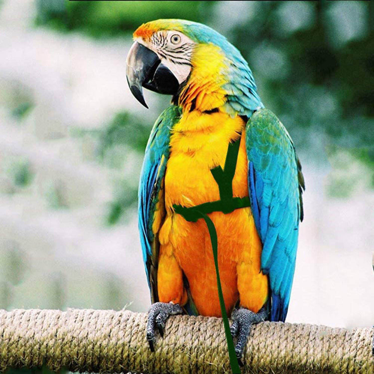 Parrot Flying Rope Bird Harness for Safety