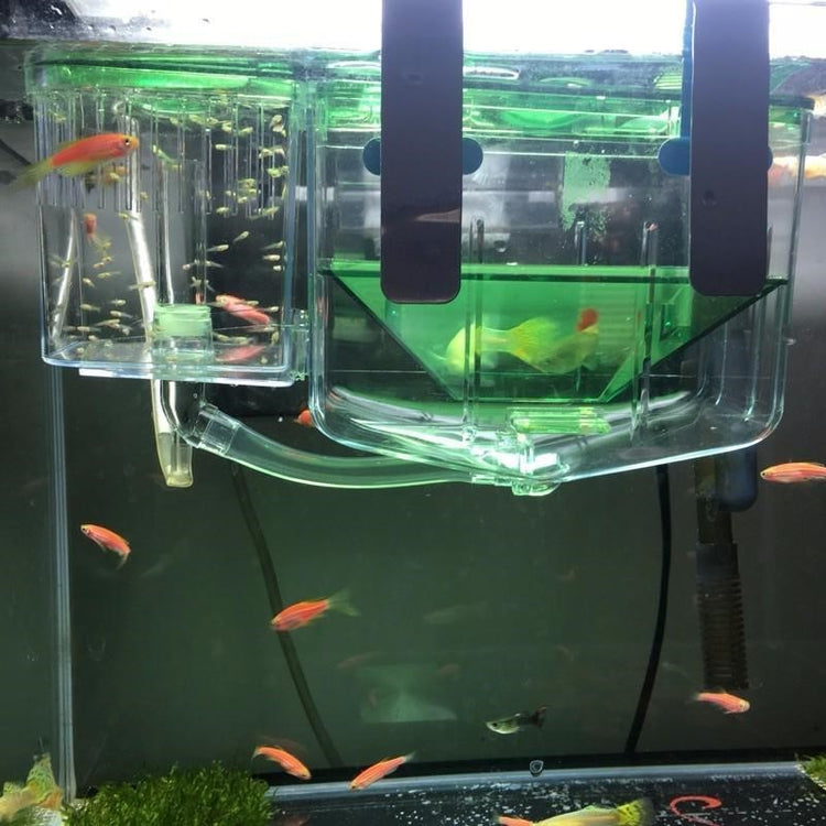 Guppy Fish Hatching Isolation Box