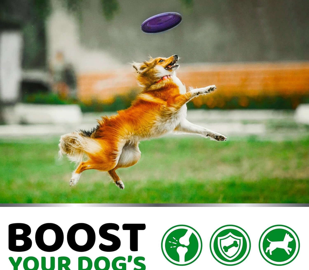 Pet Hip & Joint Supplement Chondroitin