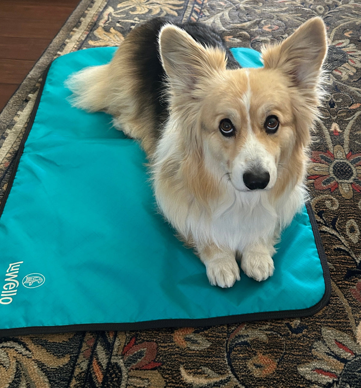 Ultralight Portable Dog Settle Mat: Water-Resistant, USA-Made Place Training Mat