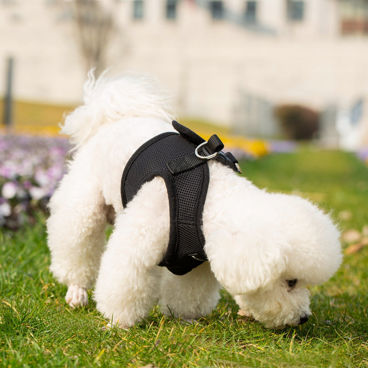 Mr. Peanut's PupTrek Soft Mesh Harness with Matching Leash for Small Dogs