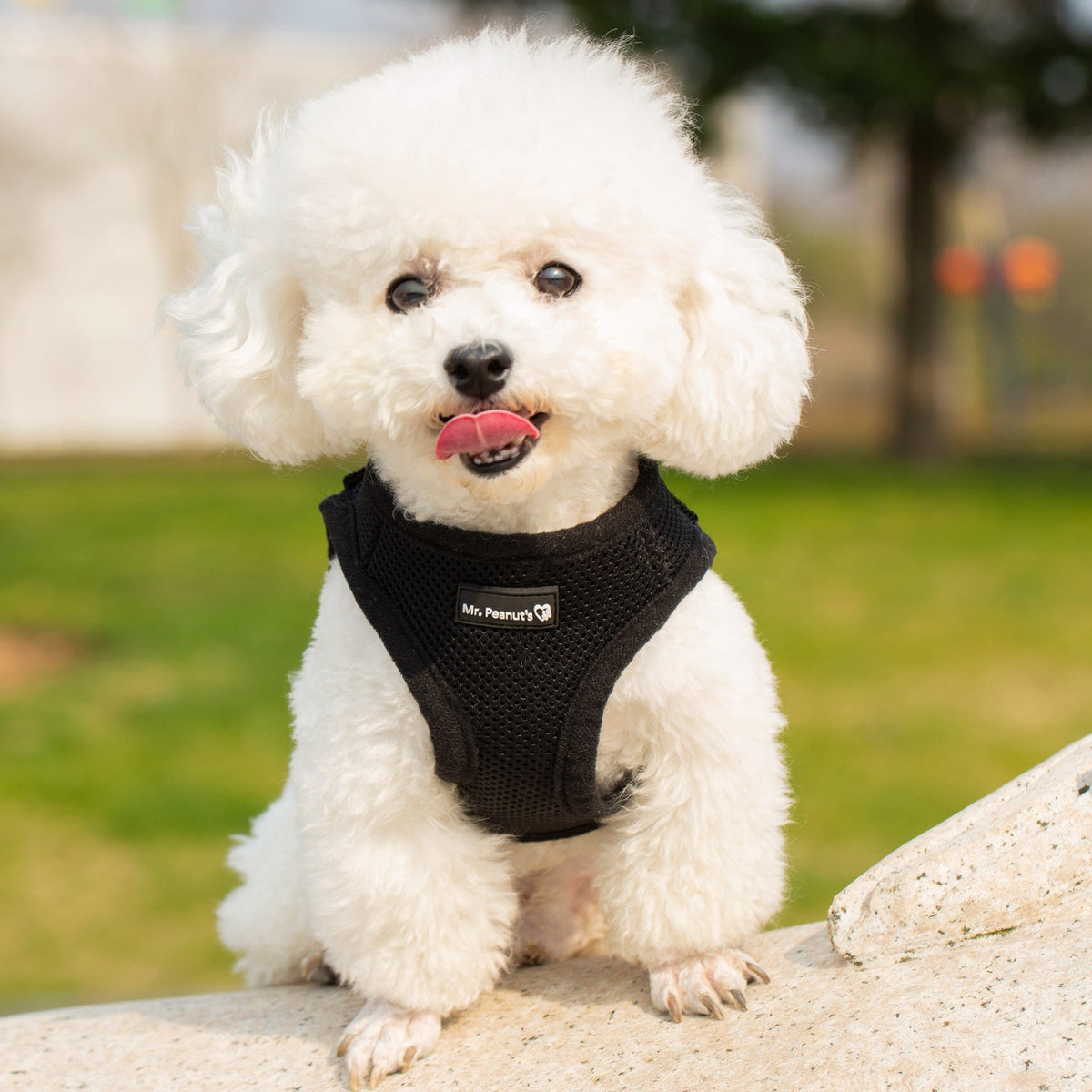 Mr. Peanut's PupTrek Soft Mesh Harness with Matching Leash for Small Dogs