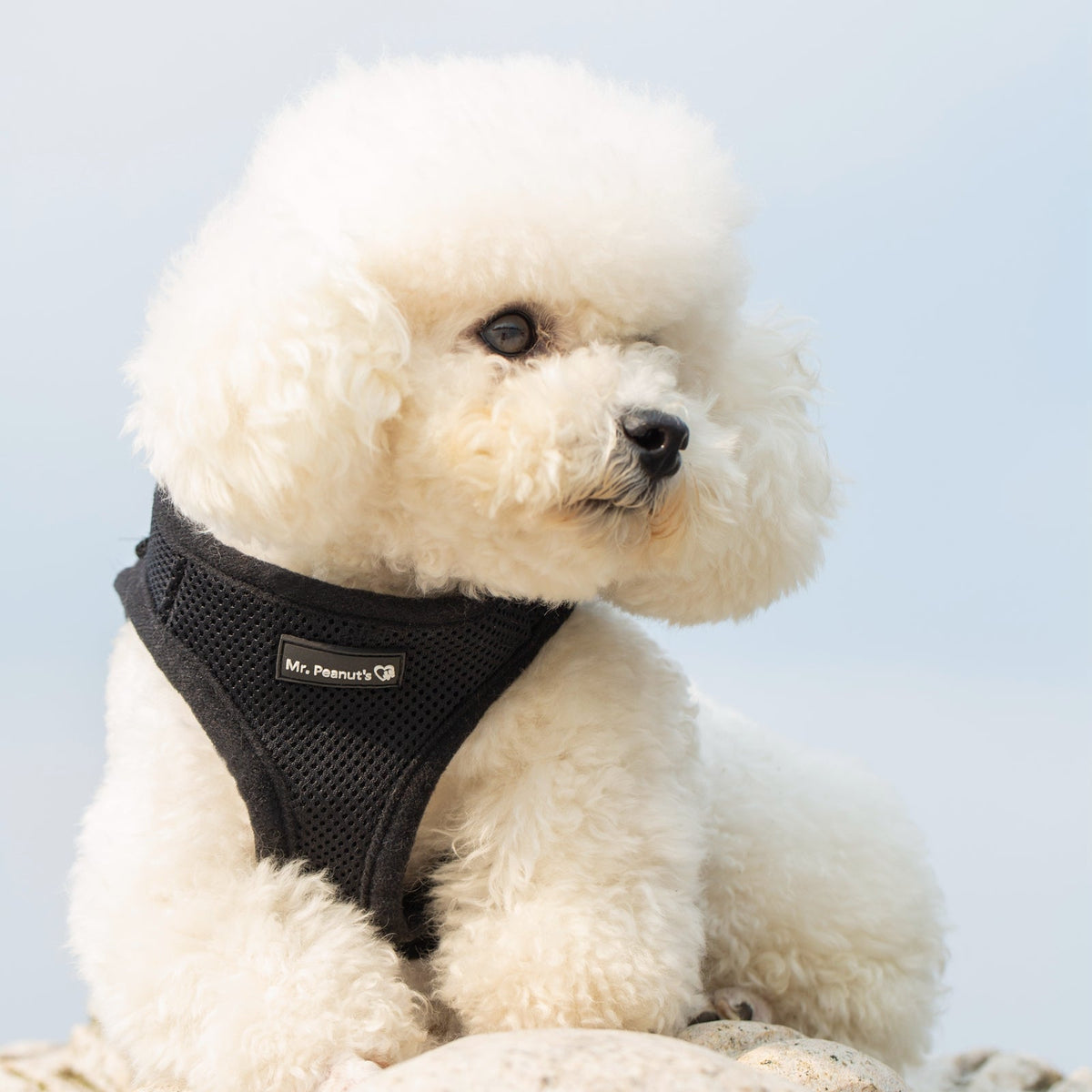 Mr. Peanut's PupTrek Soft Mesh Harness with Matching Leash for Small Dogs
