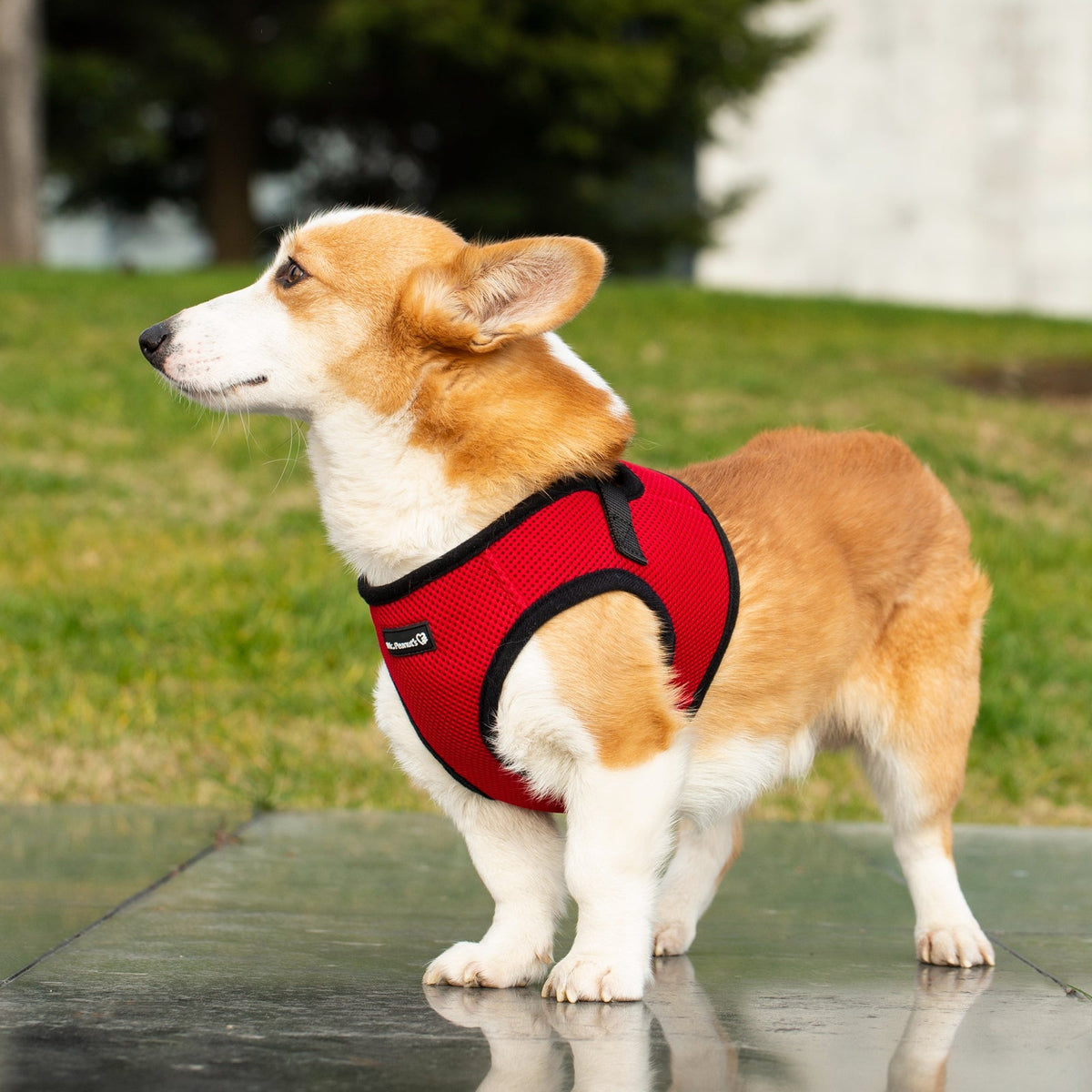 Mr. Peanut's PupTrek Soft Mesh Harness with Matching Leash for Small Dogs