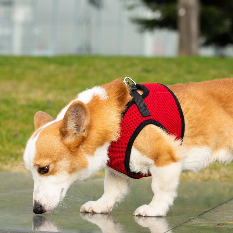 Mr. Peanut's PupTrek Soft Mesh Harness with Matching Leash for Small Dogs