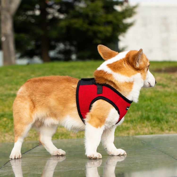 Mr. Peanut's PupTrek Soft Mesh Harness with Matching Leash for Small Dogs