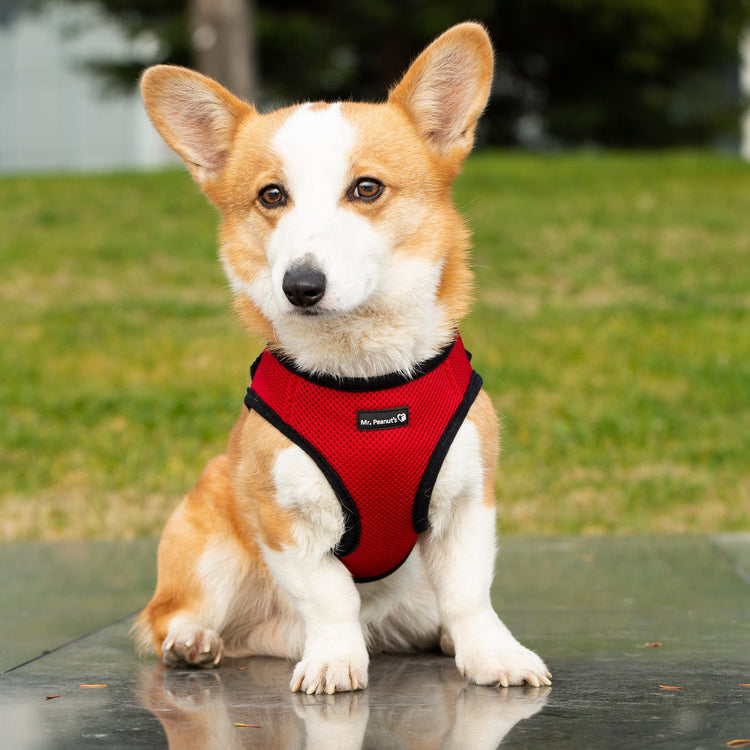 Mr. Peanut's PupTrek Soft Mesh Harness with Matching Leash for Small Dogs