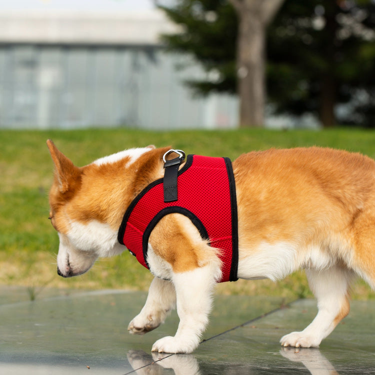 Mr. Peanut's PupTrek Soft Mesh Harness with Matching Leash for Small Dogs