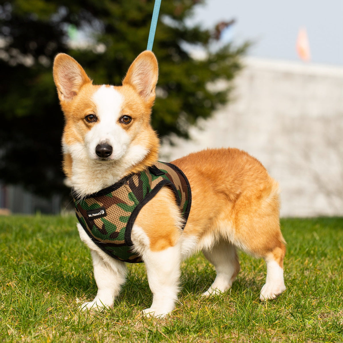 Mr. Peanut's PupTrek Soft Mesh Harness with Matching Leash for Small Dogs