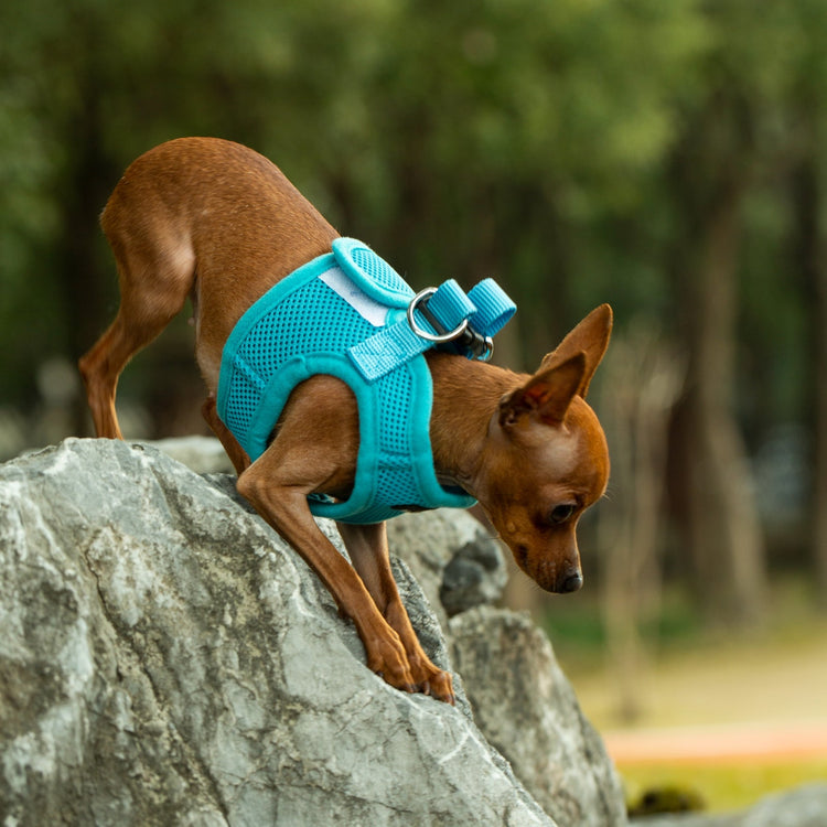 Mr. Peanut's PupTrek Soft Mesh Harness with Matching Leash for Small Dogs