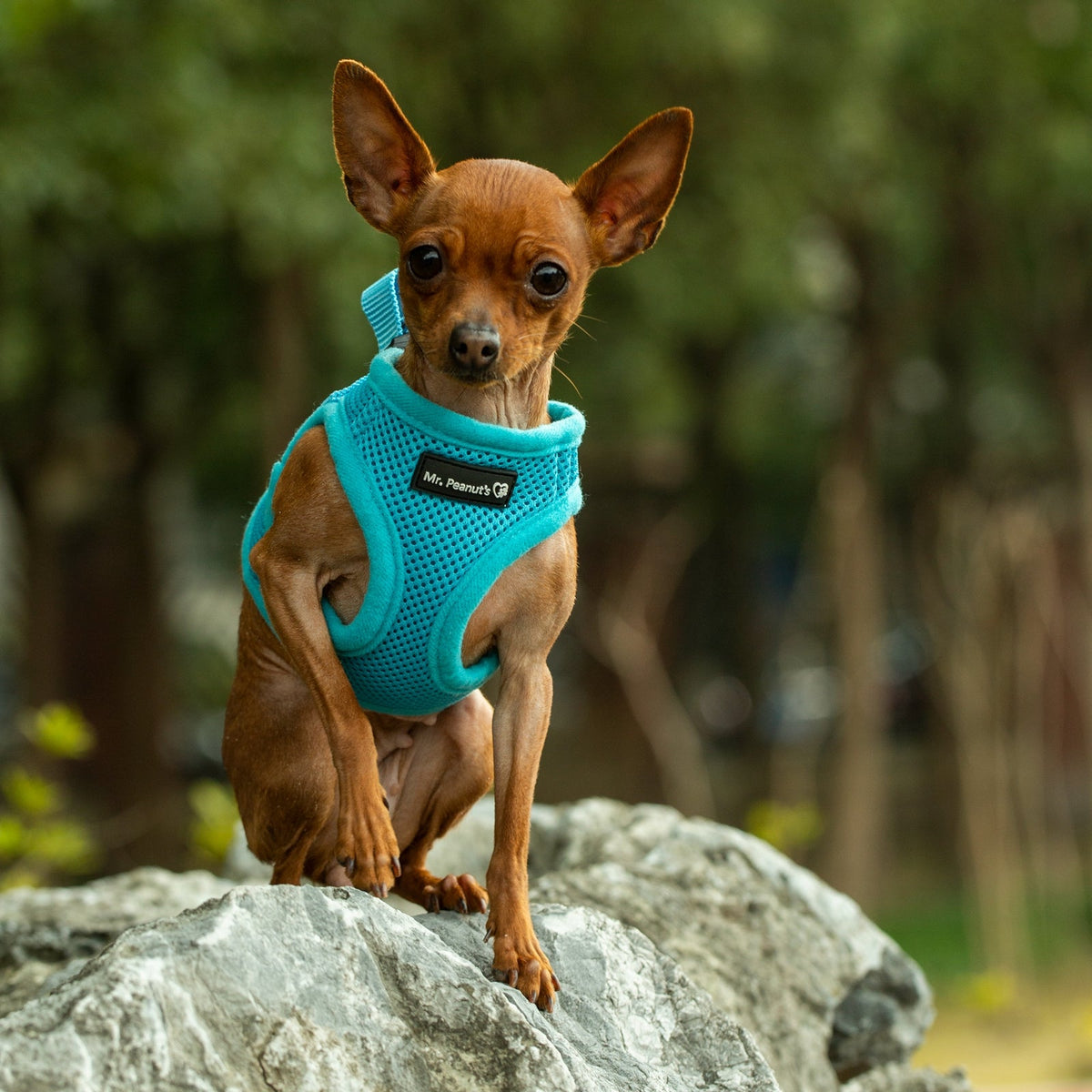 Mr. Peanut's PupTrek Soft Mesh Harness with Matching Leash for Small Dogs