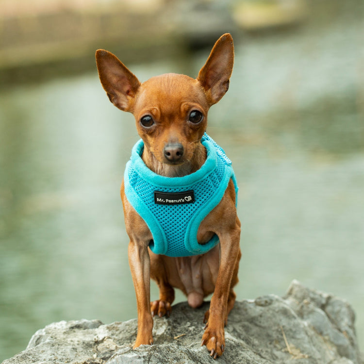 Mr. Peanut's PupTrek Soft Mesh Harness with Matching Leash for Small Dogs