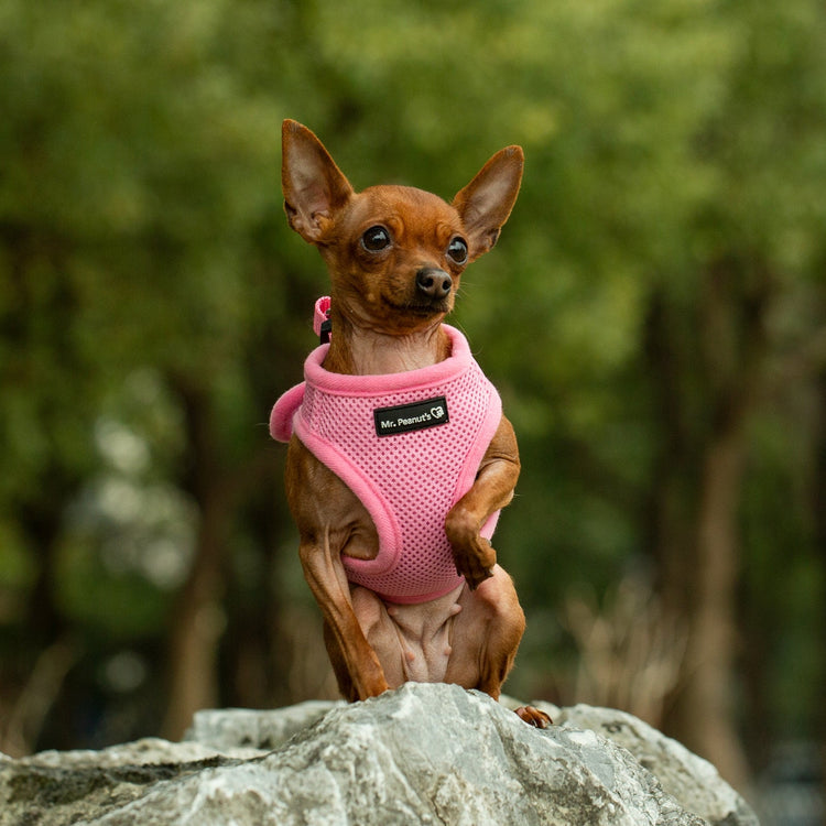 Mr. Peanut's PupTrek Soft Mesh Harness with Matching Leash for Small Dogs