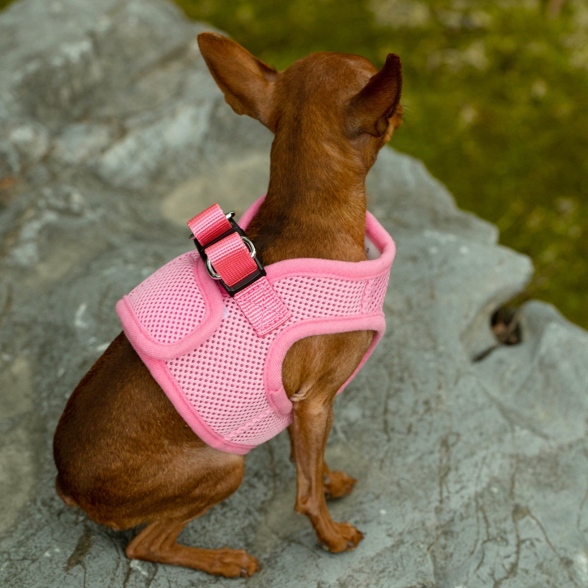 Mr. Peanut's PupTrek Soft Mesh Harness with Matching Leash for Small Dogs