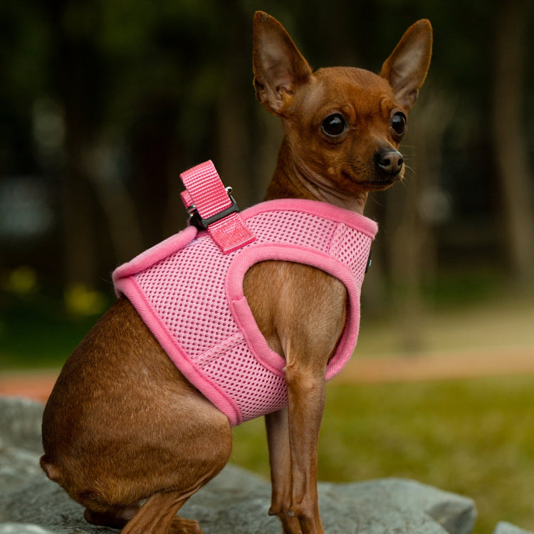 Mr. Peanut's PupTrek Soft Mesh Harness with Matching Leash for Small Dogs