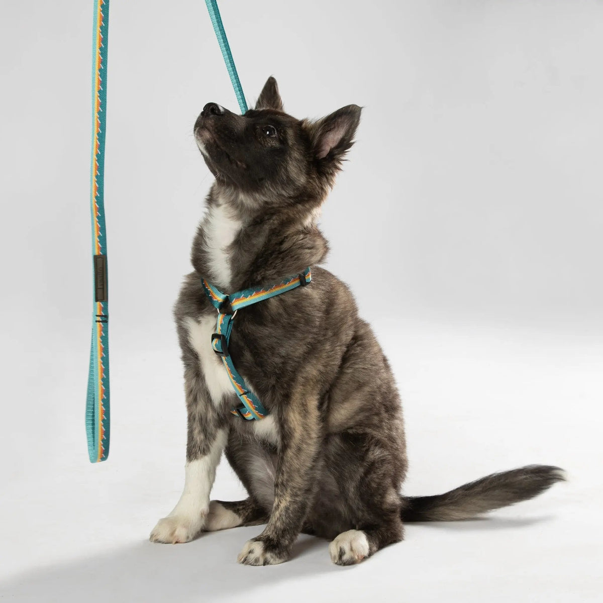 Classic Dog Leash 1''
