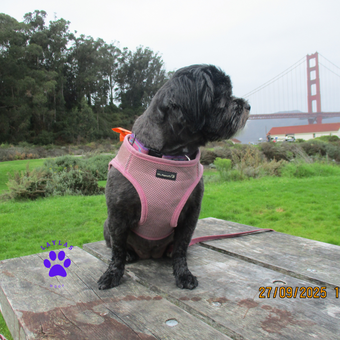 Mr. Peanut's PupTrek Soft Mesh Harness with Matching Leash for Small Dogs