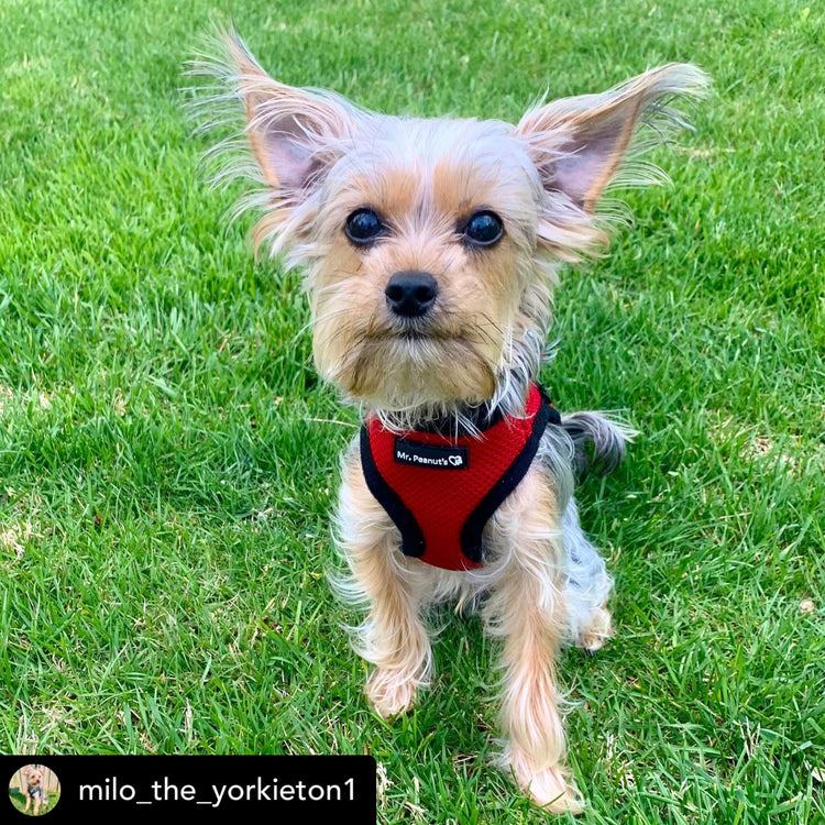 Mr. Peanut's PupTrek Soft Mesh Harness with Matching Leash for Small Dogs