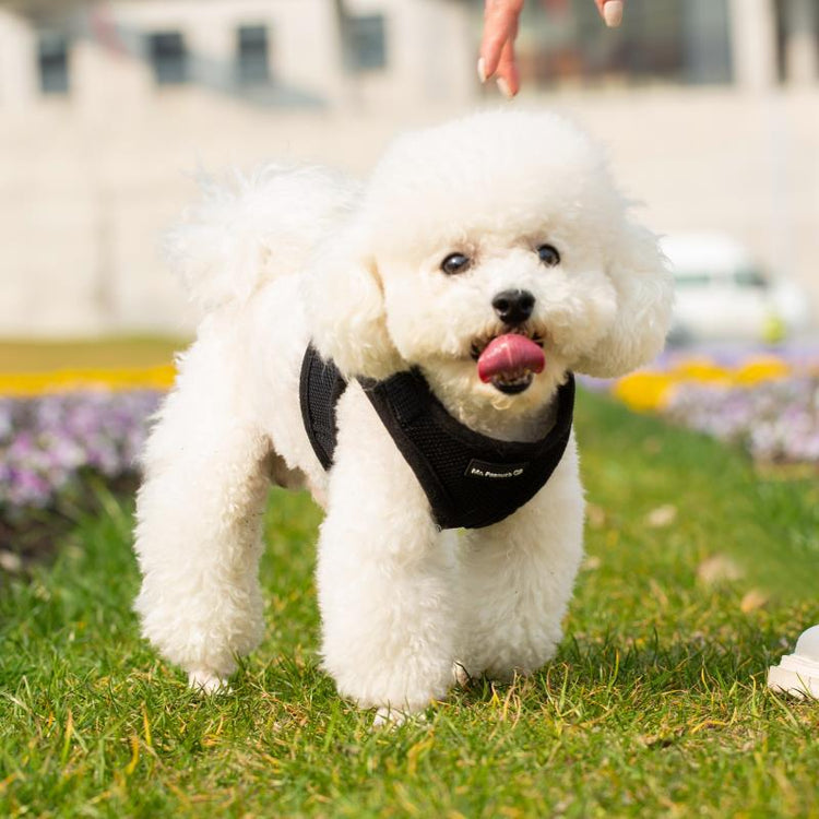 Mr. Peanut's PupTrek Soft Mesh Harness with Matching Leash for Small Dogs