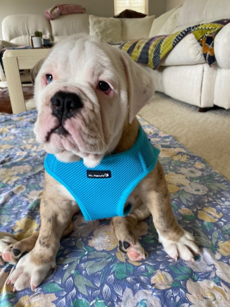 Mr. Peanut's PupTrek Soft Mesh Harness with Matching Leash for Small Dogs